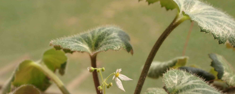 虎耳草需要阳光吗 虎耳草喜欢阳光吗