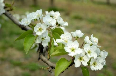 梨花的花期：花期短,梨花相当好看 梨花的花期短吗