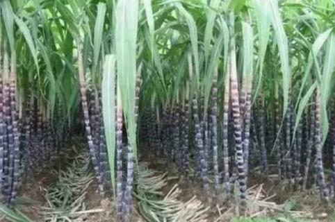 甘蔗种子怎么种植