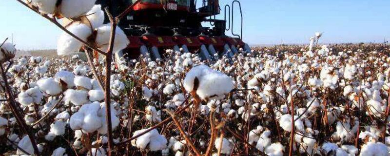新疆棉花价格行情 新疆棉花价格行情走势全球纺织网