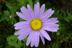 紫菀（紫菀的功效与作用）