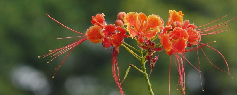 金凤花花语及象征意义