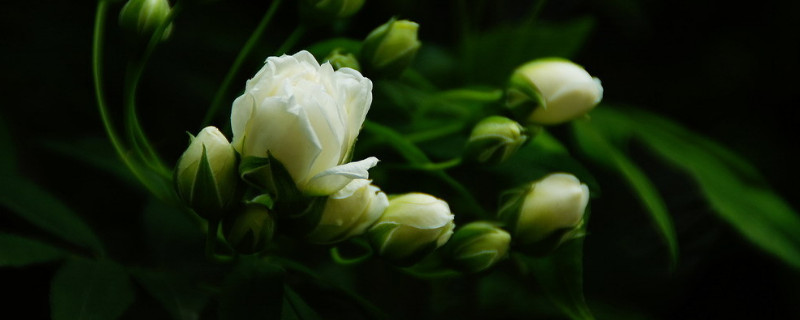 木香花什么时候开花