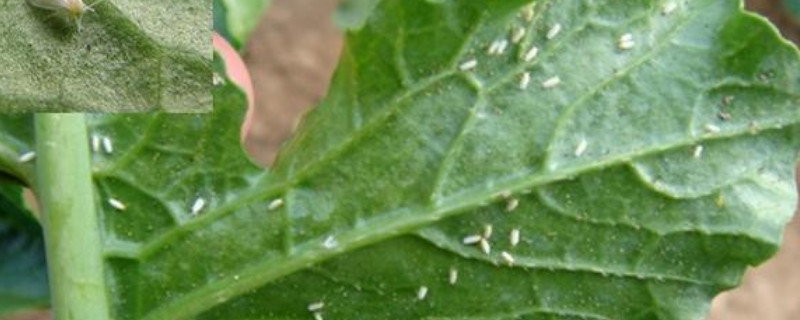 花上的小白飞虫怎样去除 花上有小白虫怎么去除