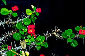 虎刺（虎刺梅的养殖方法和注意事项）