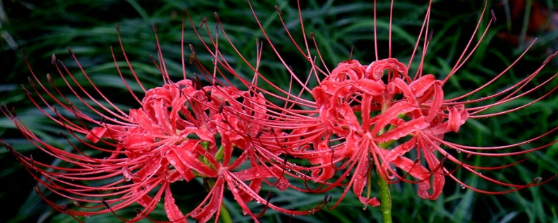 彼岸花的寓意和象征 纹身彼岸花的寓意和象征