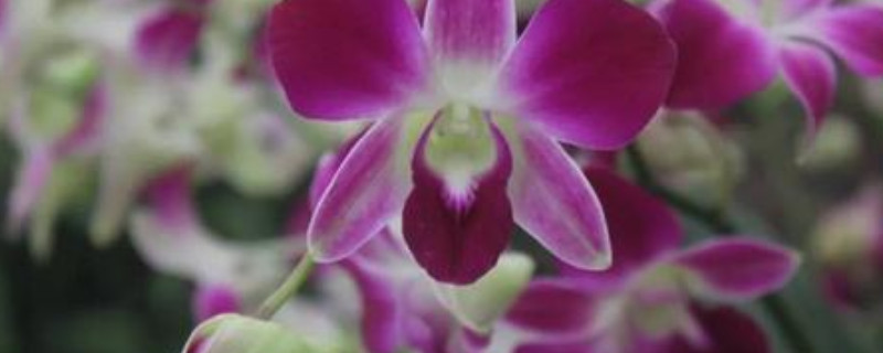 花萼斛是石斛花吗 什么是花萼斛