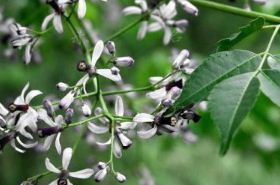 白骨走马（白骨走马中药）