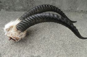 羚羊角 羚羊角胶囊