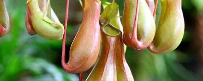 猪笼草的介绍（植物猪笼草的介绍）