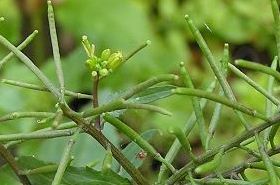 蔊菜的功效与作用,蔊菜是什么,蔊菜的功效