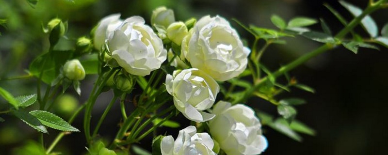 木香花为什么不能种 木香花为什么不能种 扦插