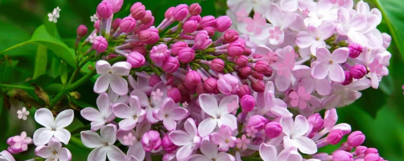 丁香花的五个特点（丁香花的四个特点）