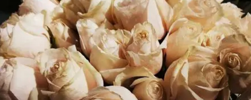 凋谢的白玫瑰花语（白色枯萎玫瑰的花语）