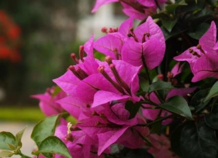 怎样对叶子花进行人工催花（植物怎么催花）