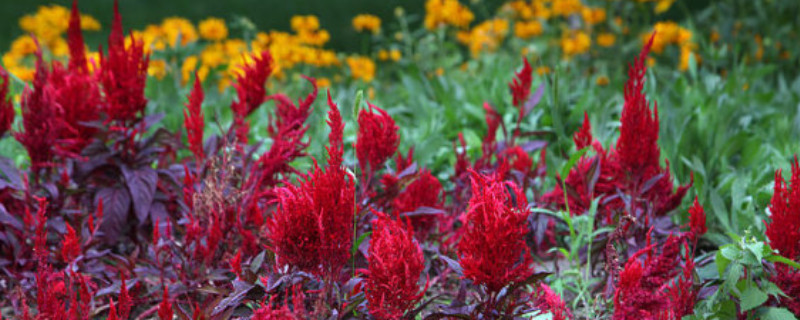 鸡冠花是一年生还是多年生（鸡冠花是一年生还是多年生植物）