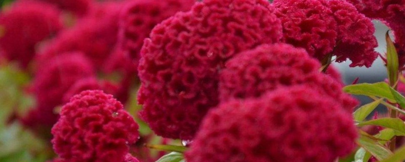 鸡冠花有毒吗 鸡冠花有毒吗可以吃吗