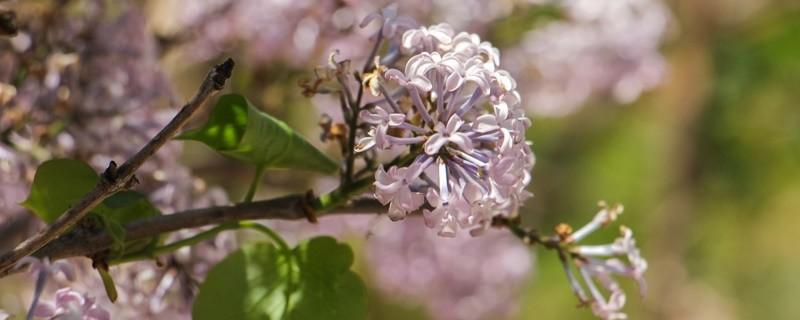 丁香花的花语是什么（五瓣丁香花的花语是什么）