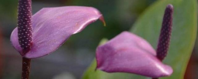 紫掌香妃的养殖方法和注意事项 紫掌香妃的养殖方法和注意事项视频