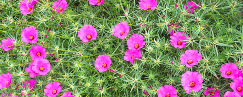 太阳花刚剪下来可以马上栽吗 太阳花剪了还能开花