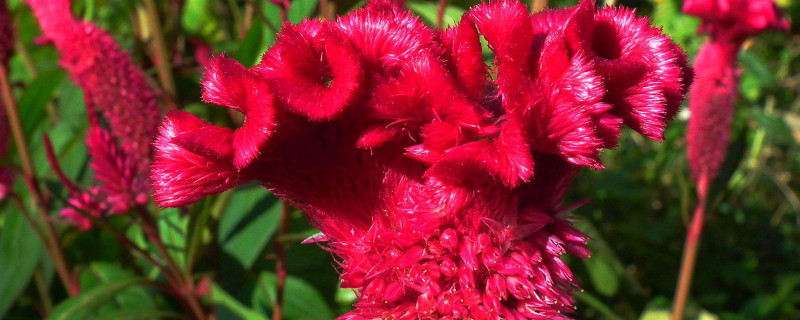鸡冠花的花语 鸡冠花的花语是什么