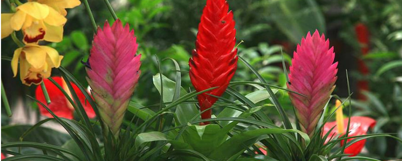 铁兰花开花谢了如何护理 铁兰花开完花后怎么办