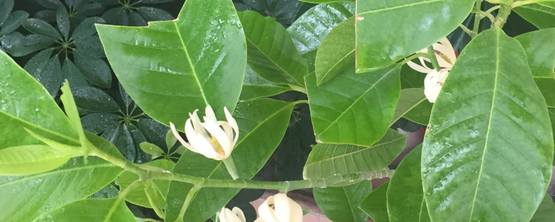 白兰花叶子有黑斑怎么办（白兰花叶上有黑斑怎么办）