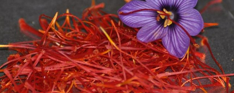 藏红花的栽培方法 藏红花的栽培种植技术
