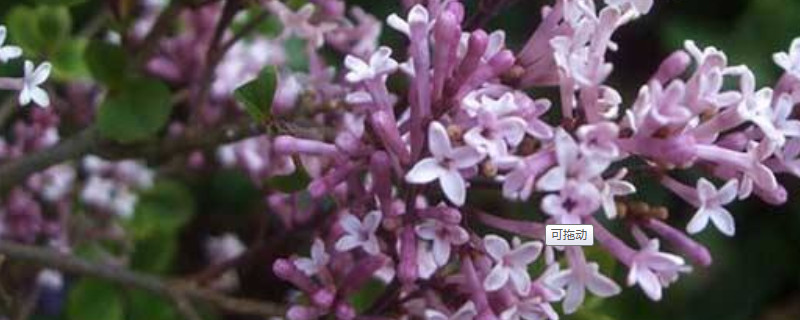 蓝丁香花什么时候开放?能开多久? 蓝丁香花的花语