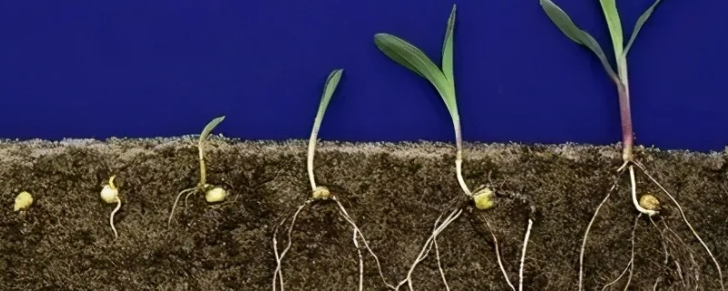 植物生长最快的部分是（植物生长最快的部分是根部）