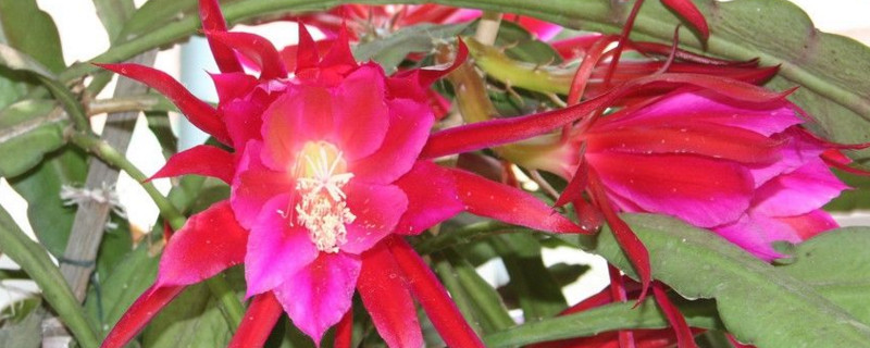 荷花令箭 荷花令箭几年开花