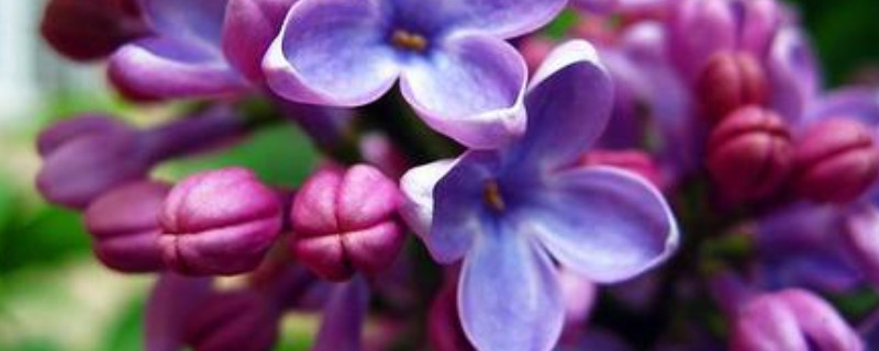 丁香花的越冬方法 丁香花的越冬方法百度云