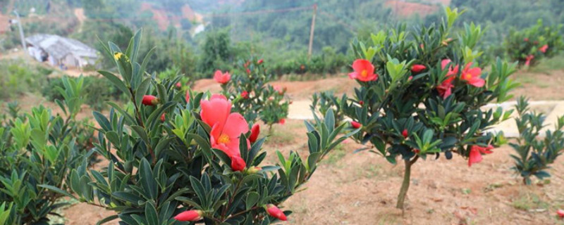 杜鹃红山茶花的养殖方法和注意事项 杜鹃山茶花叶子干枯掉落怎么挽救