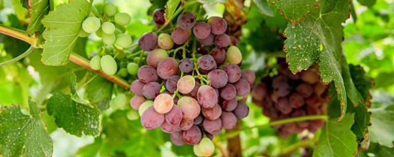 葡萄属于哪种藤本植物 葡萄属于哪种藤本植物a缠绕藤本b卷须藤本c吸附藤本