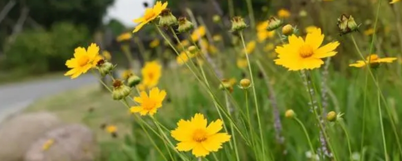 黄色菊花可以放家里吗