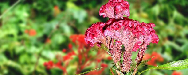 鸡冠花怎么养（鸡冠花怎么养家庭养法）