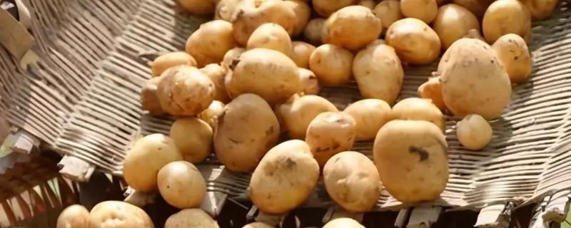 土豆几月份种（土豆几月份种植最好）