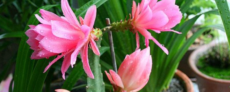 令箭放卧室可以吗 令箭适合摆在家中什么地方