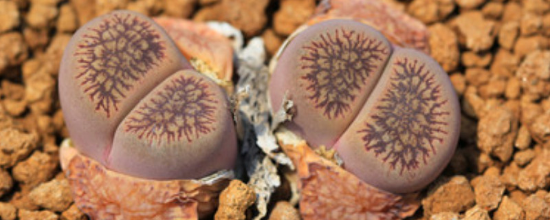 生石花长高了怎么处理方法（生石花长高了是怎么回事）