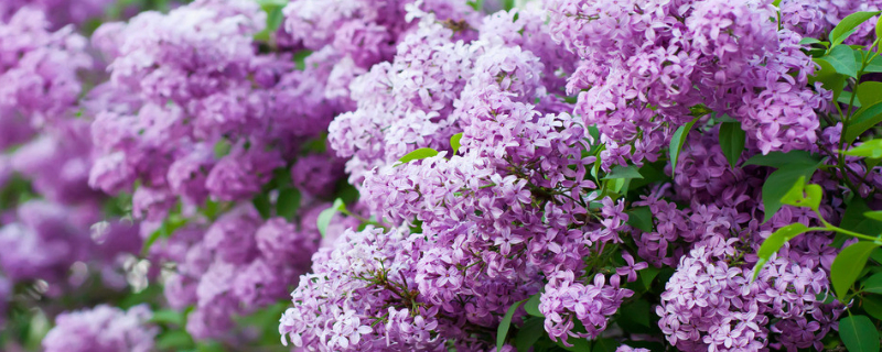 丁香花的花语和传说（丁香花 的花语）