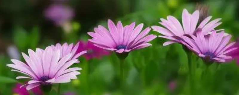 紫色菊花的花语和寓意 紫菊花的花语和象征