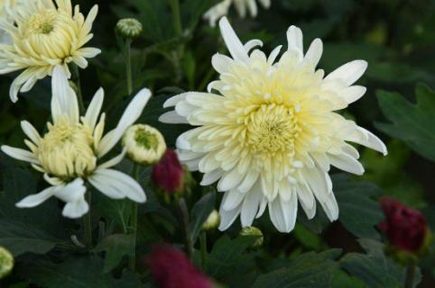 菊花怕冻吗?在室外可以过冬吗