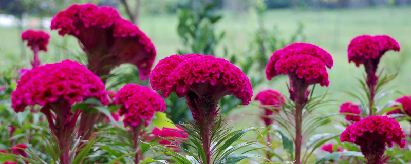 鸡冠花第二年还能长出来吗（鸡冠花谢了还会再长吗?）