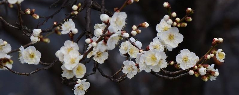 白梅的寓意及象征 白梅花的寓意和象征