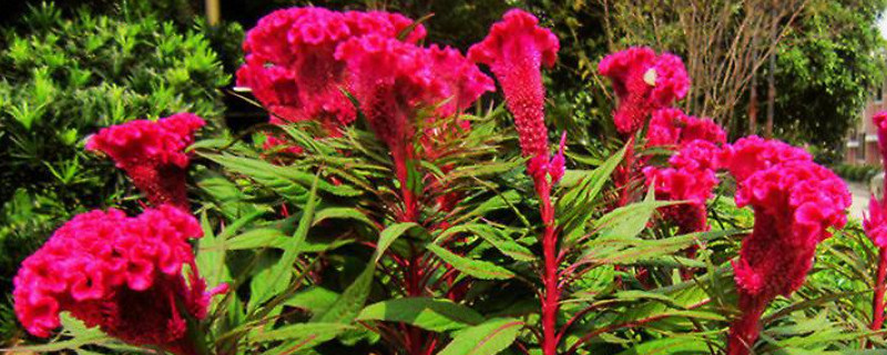 鸡冠花可以种在家里吗? 鸡冠花可以在家里养吗