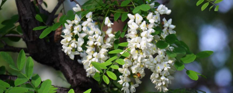 香花槐叶子发黄怎么办（香花槐树叶子发黄的原因）