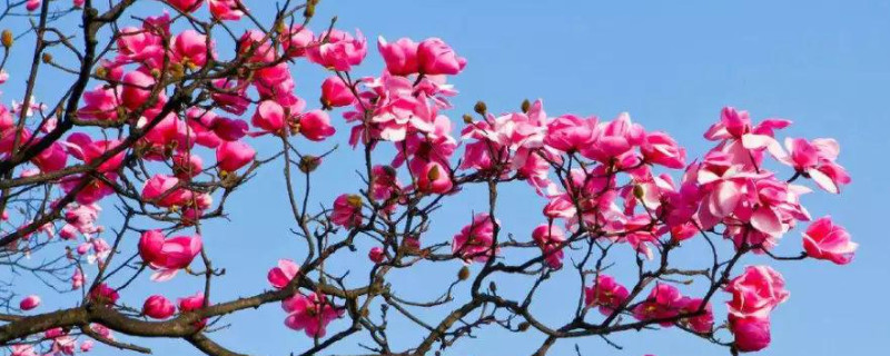 玉兰和辛夷的区别是什么（辛夷花和白玉兰的区别）