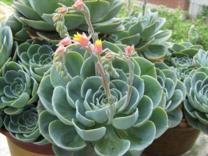 怎样使石莲花叶子更鲜艳（石莲花怎么修剪）