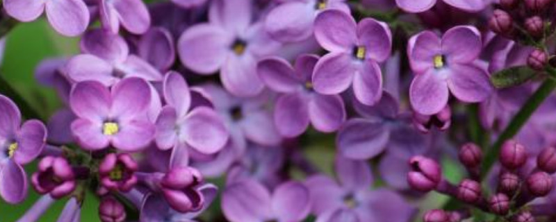 丁香花的花语与象征 丁香花的花语和象征