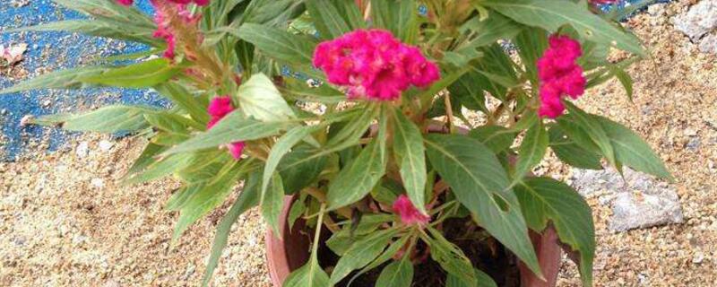 鸡冠花的养殖方法和注意事项 鸡冠花如何养